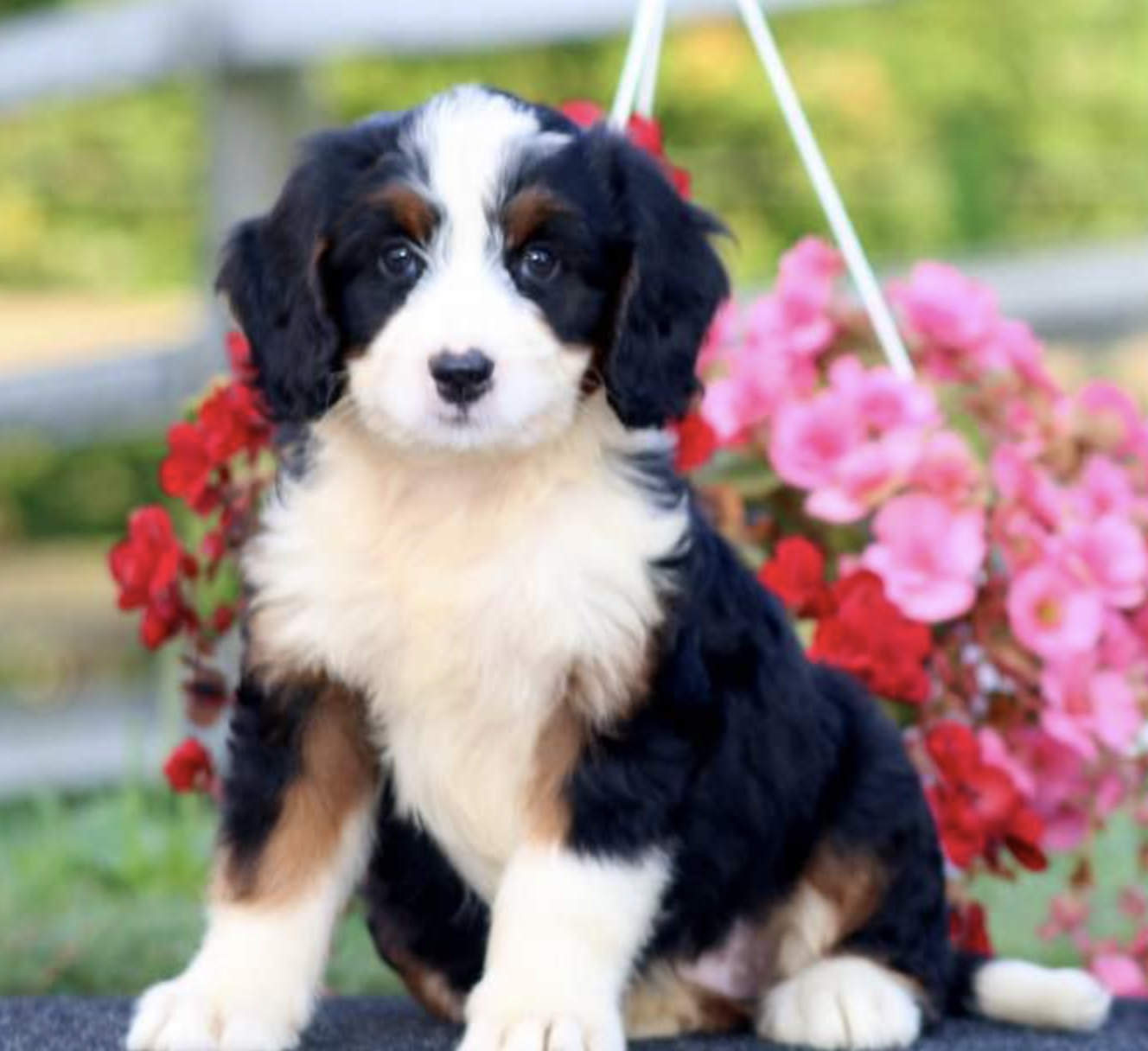 f1 standard bernedoodle