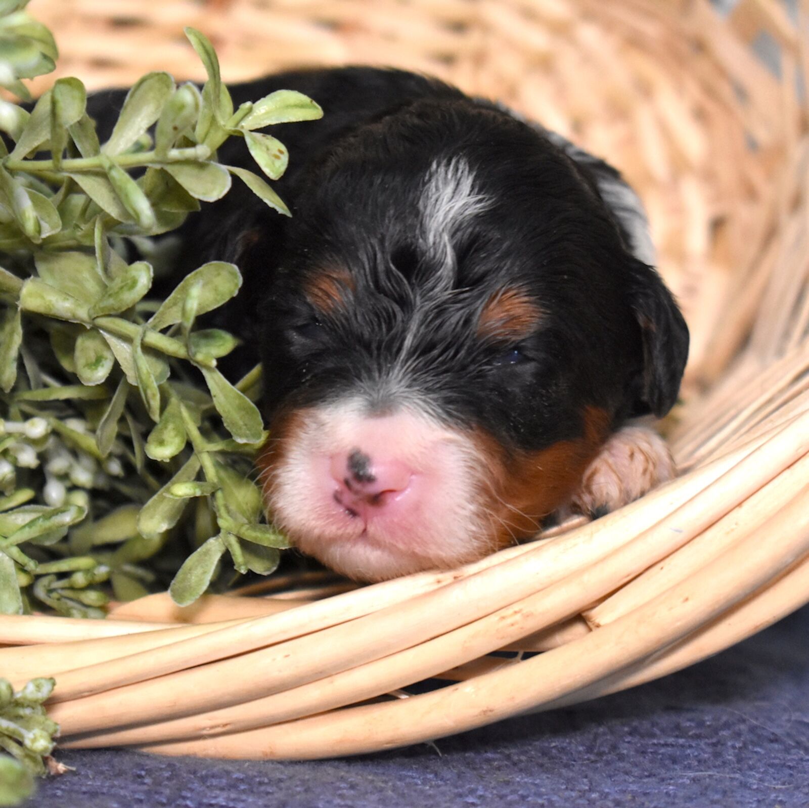 tri colored bernedoodle breeders