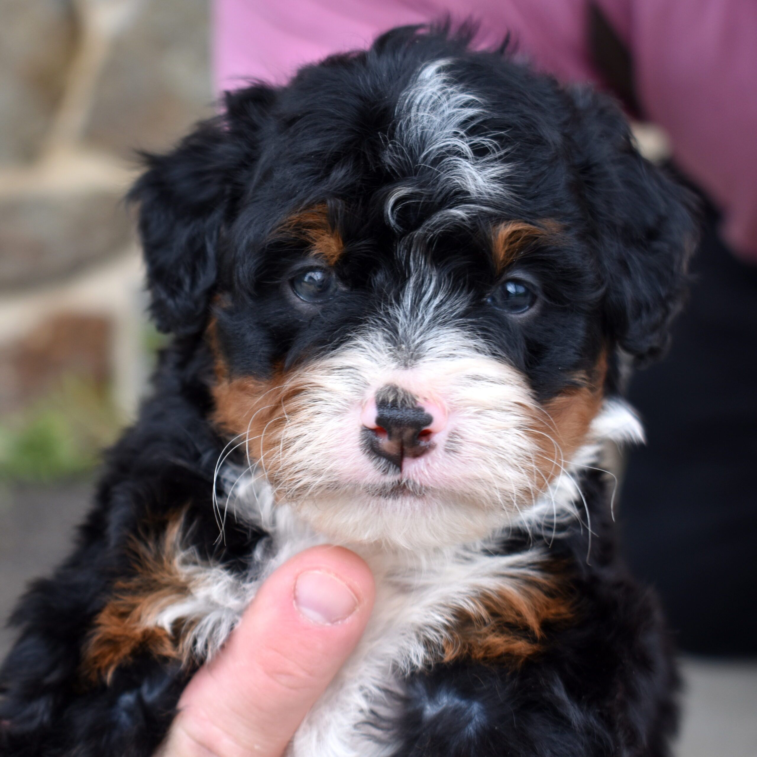 tri colored bernedoodle puppies for sale