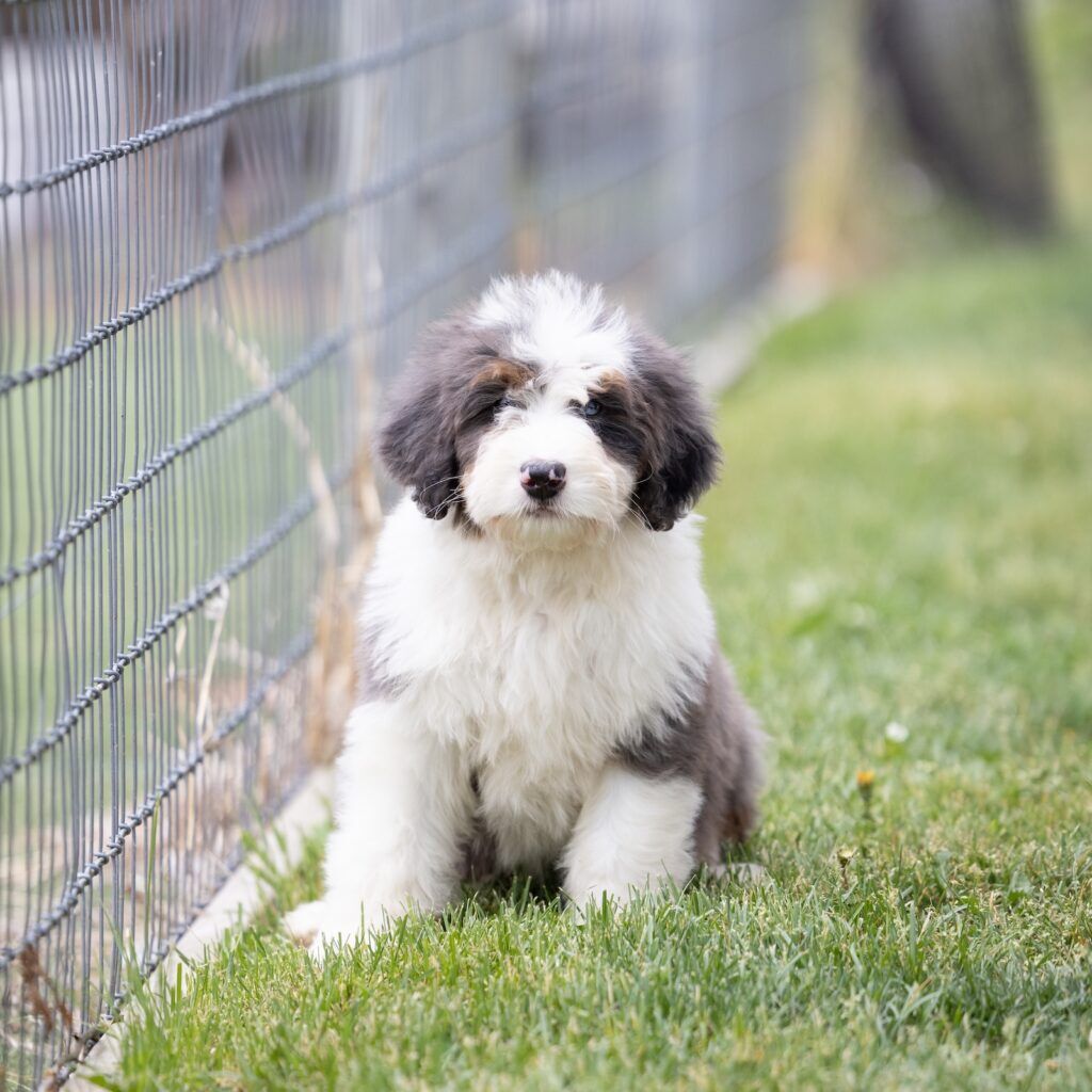 Berry Patch Puppies | Standard Bernedoodle For Sale | Monica