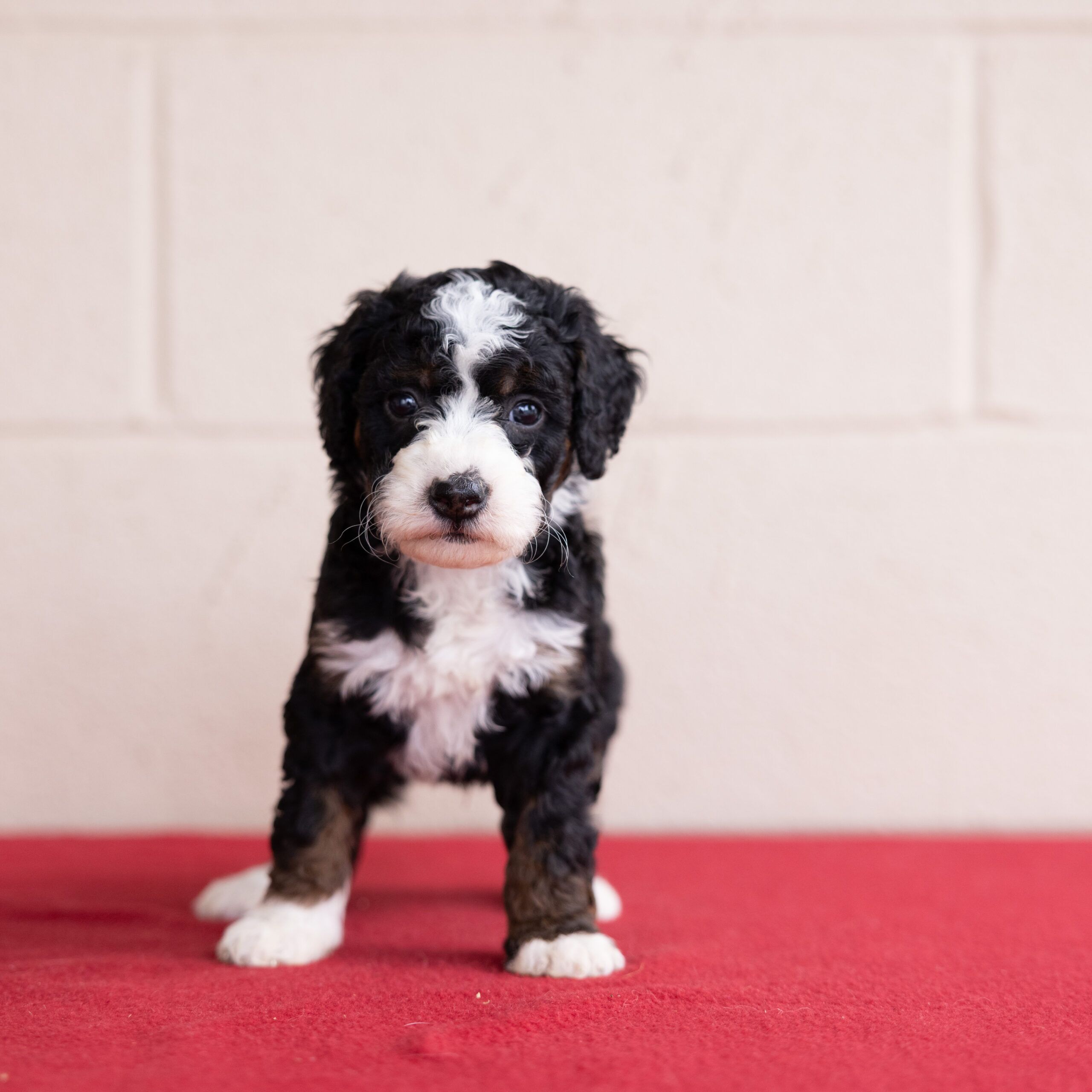 Bernedoodle tri color puppies