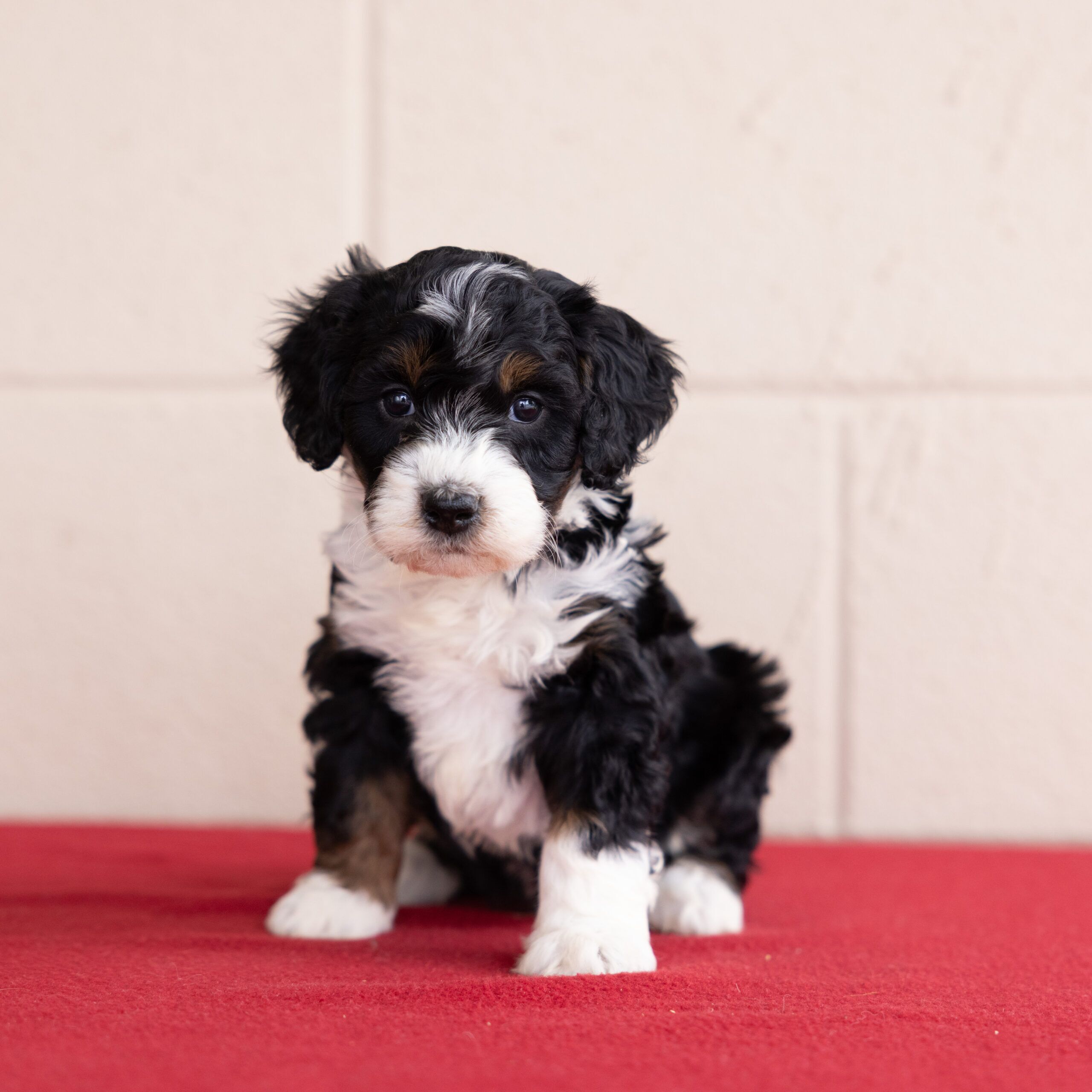 Bernedoodle tri color puppy for sale