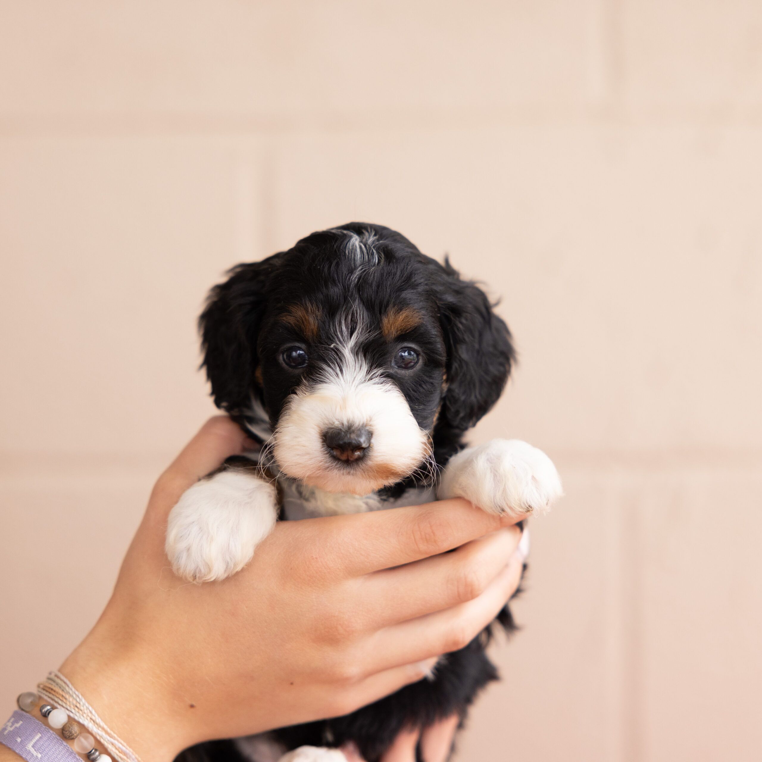 mini Bernedoodle tri color puppy for sale