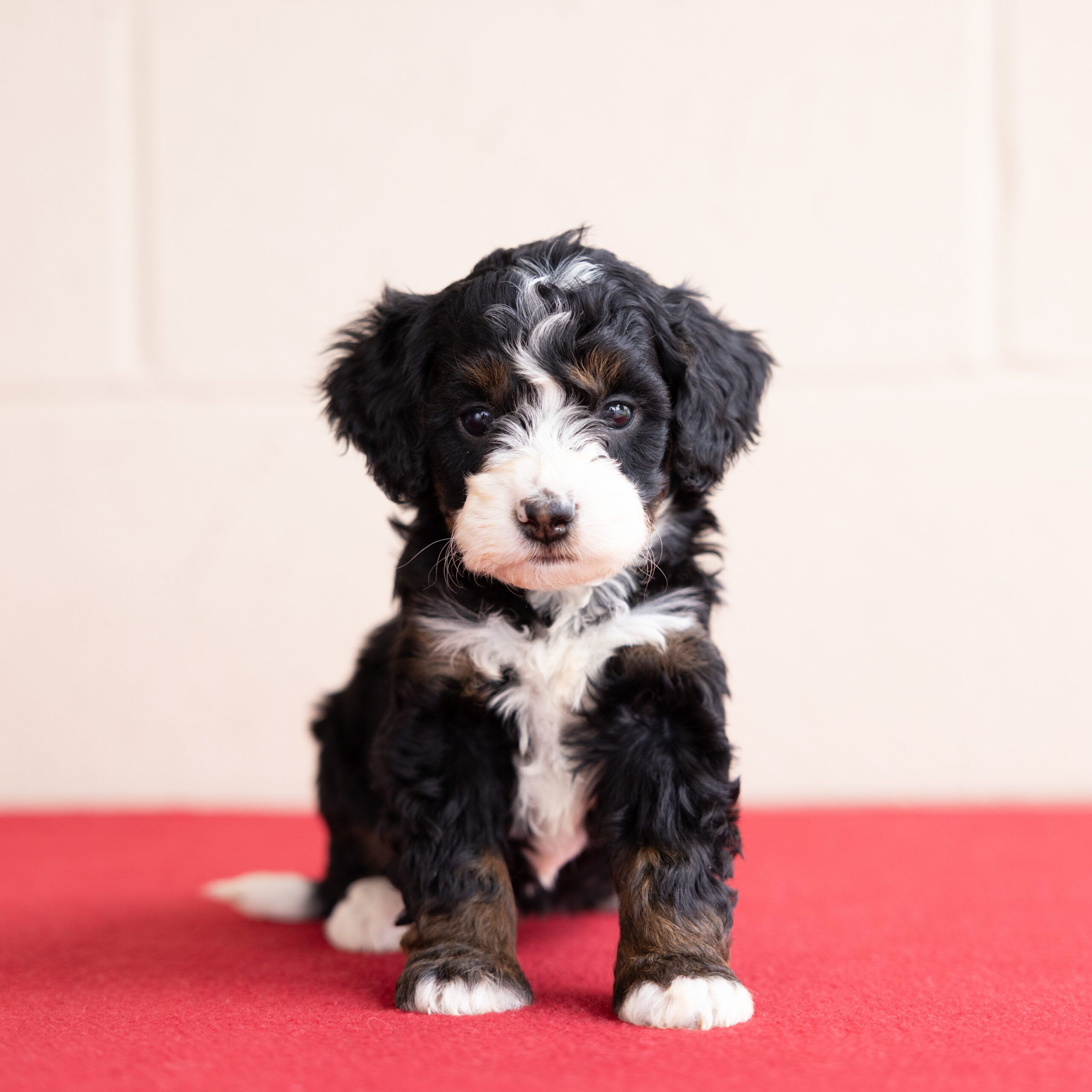 tri color Bernedoodle puppy for sale