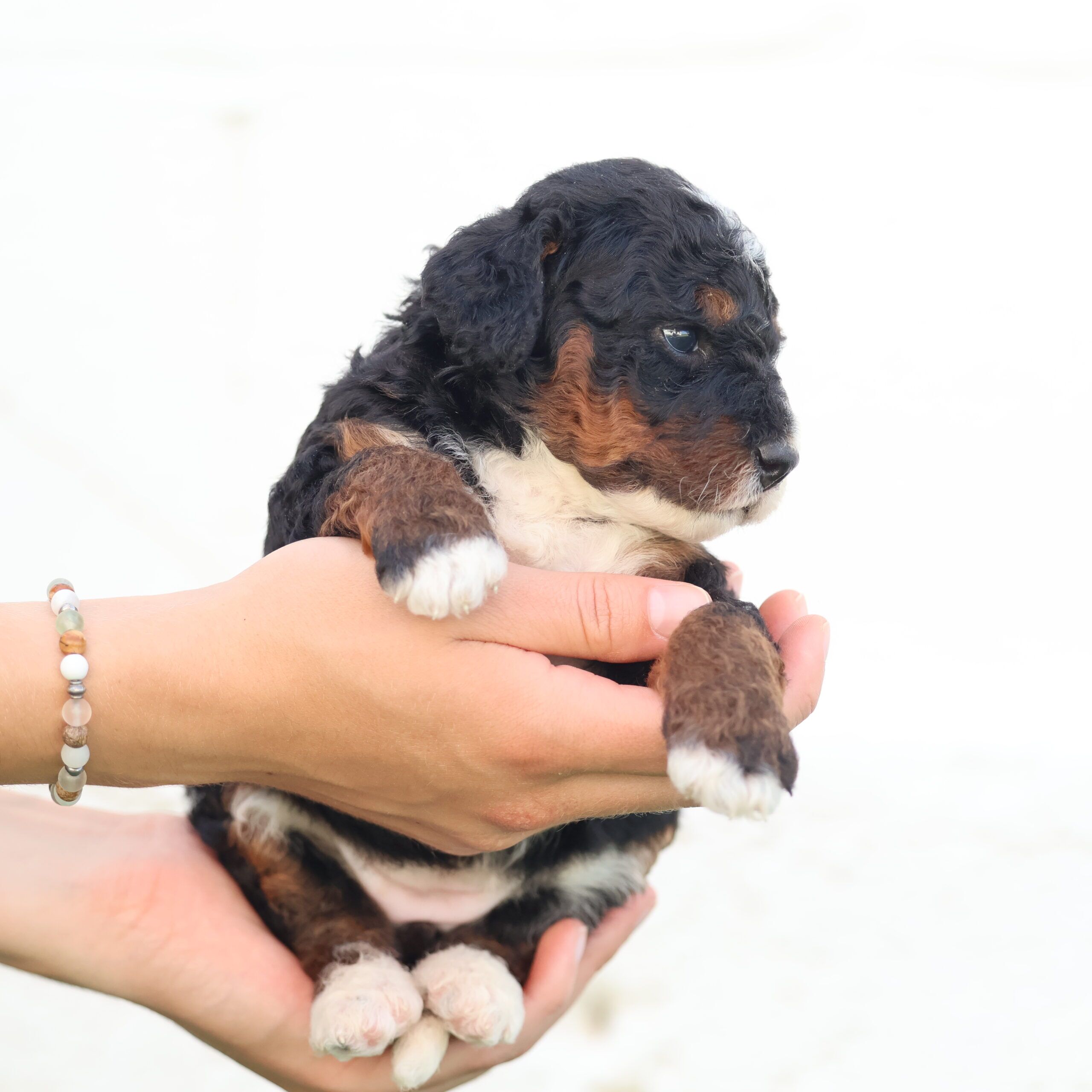 tri color mini bernedoodle