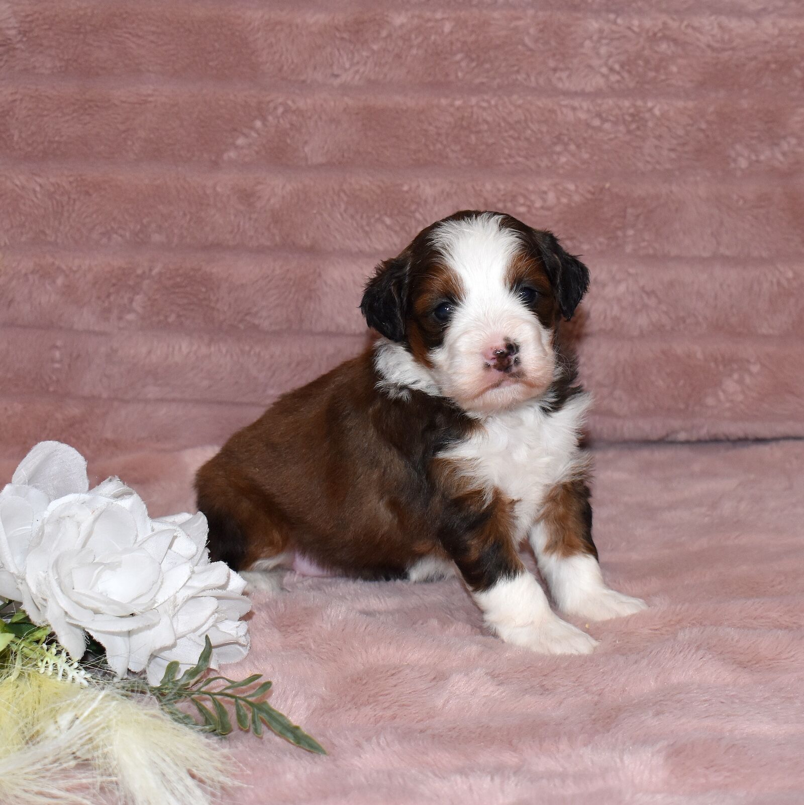 sable tri color bernedoodle