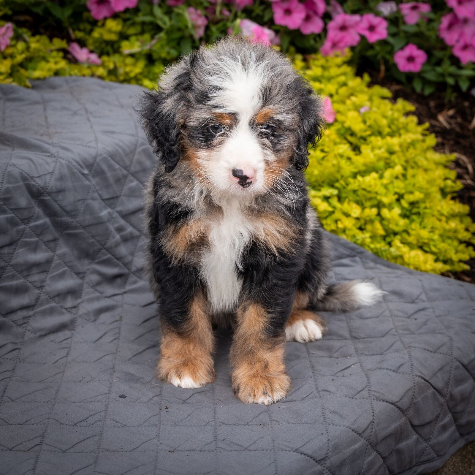 tri color merle bernedoodle