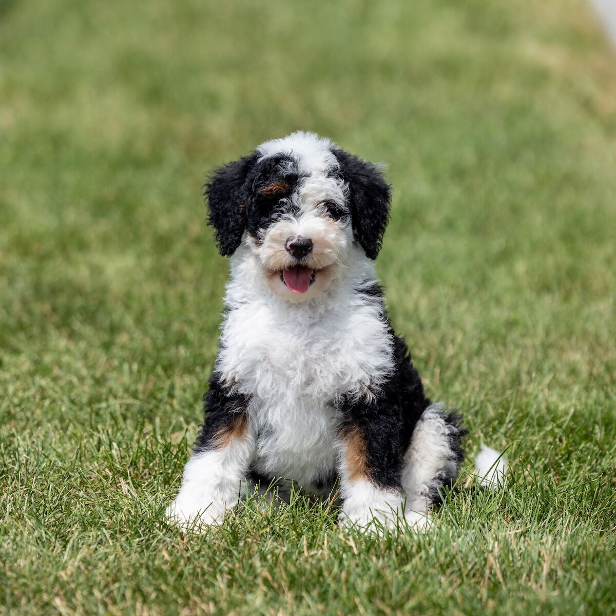 tricolor F1b Mini Bernedoodle puppy near me