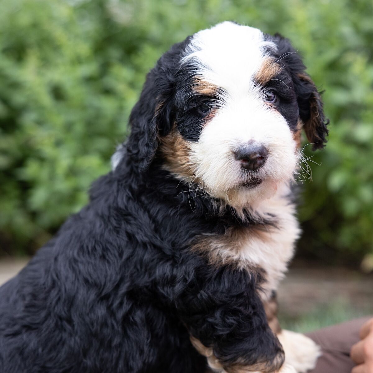 cute tricolor standard bernedoodle puppy