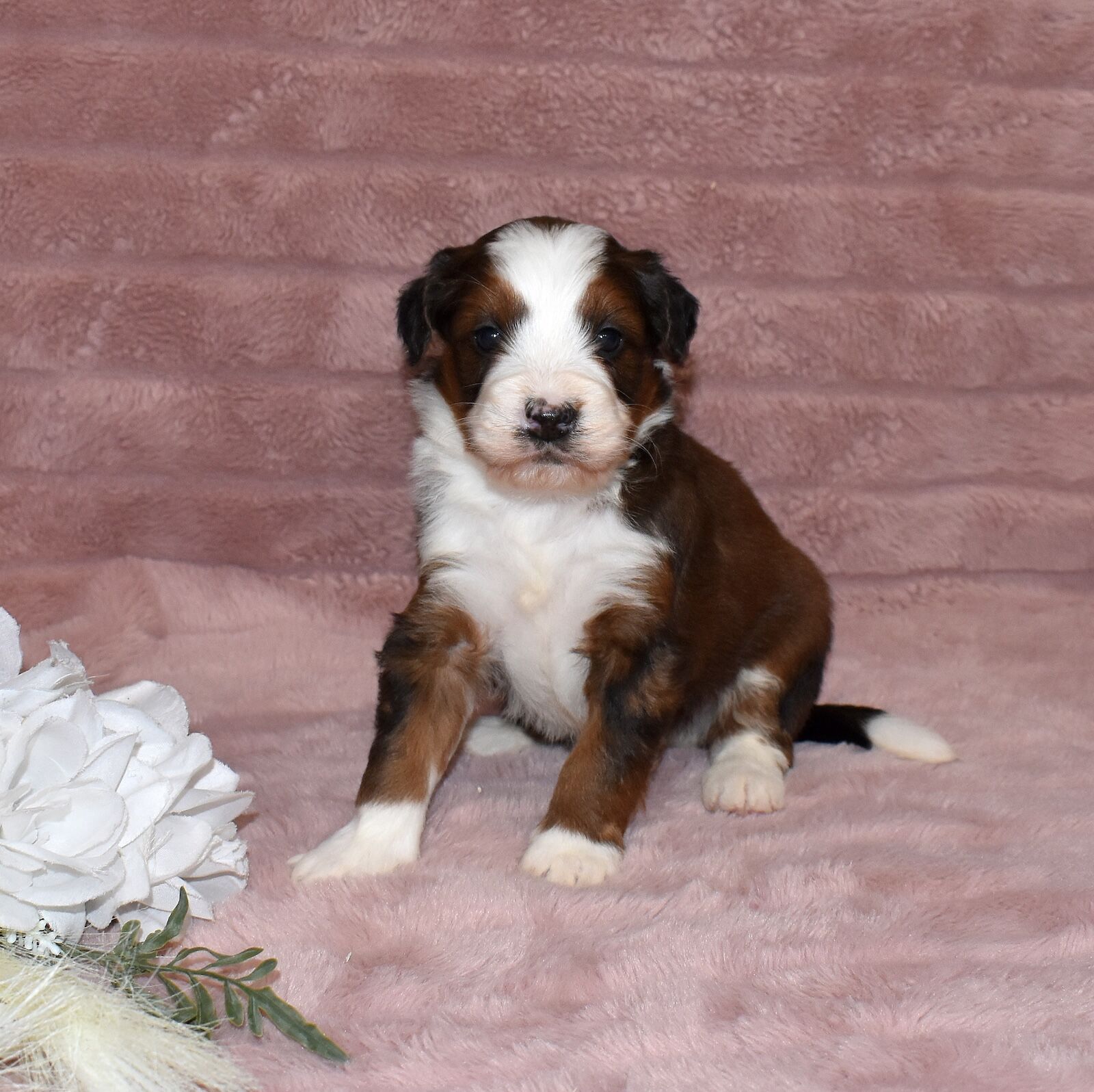 bernedoodle sable color
