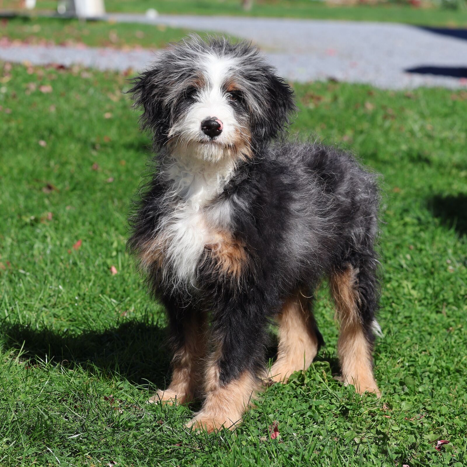 tri color merle bernedoodle