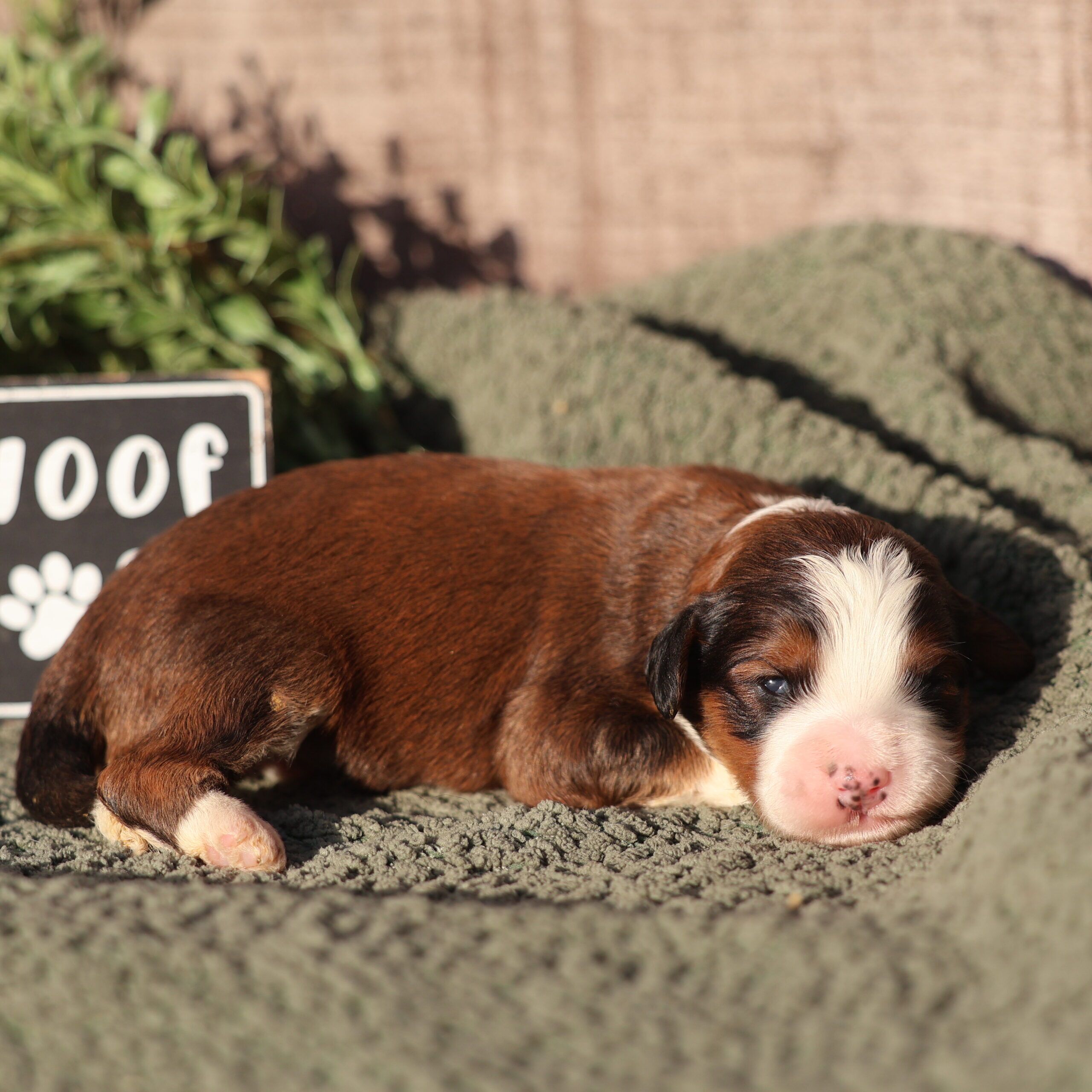 sable tricolor bernedoodle